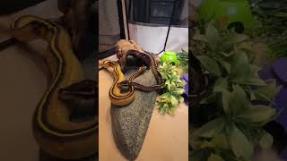 Two baby snakes exploring a playpen...