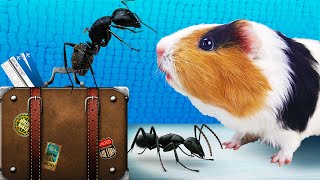 видео: КОРОЧЕ ГОВОРЯ, МУРАВЬИНАЯ ФЕРМА! Эксперимент от Свинка Бузя картинка: КОРОЧЕ ГОВОРЯ, МУРАВЬИНАЯ ФЕРМА! Эксперимент от Свинка Бузя