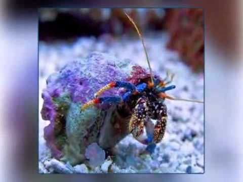 fish tank rugby ltd