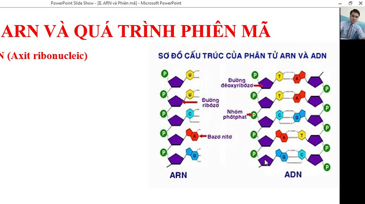 Arn có thể chứa bao nhiêu bộ ba mã hóa