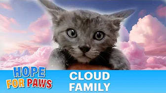 Beautiful homeless kittens were born in a hazardous environment. ⛈️🙀❤️