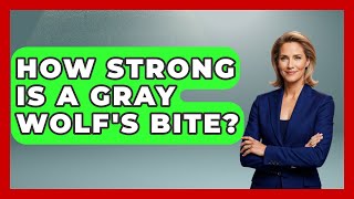 How Strong Is A Gray Wolf's Bite? - Exploring Campgrounds Net Worth