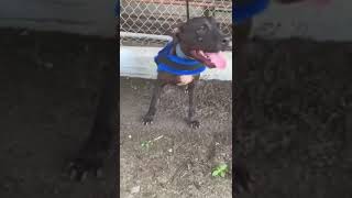 Floyd Boudreaux Cajun Clic 2019 Constant Pressure Kennels