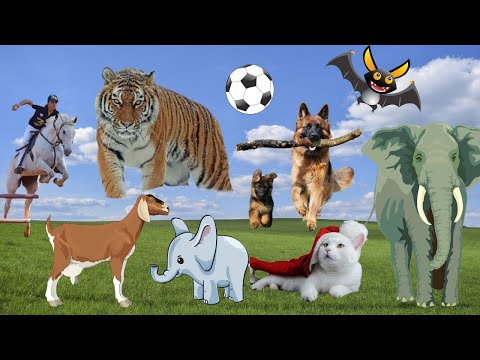 All Animals | World of pets | forest is funny: Cats | cows, dogs, elephants, horses, bears, birds