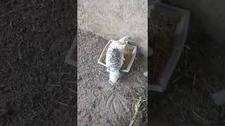 She eats, drinks, and then returns to continue incubation.