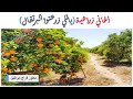 أغاني زراعية ياللي زرعتوا البرتقال غناء رئيسة عفيفيى ألحان محمد عبد الوهاب حصاد محصول البرتقال 