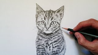 APRENDE cómo DIBUJAR un GATO realista PASO a PASO!!! ✅