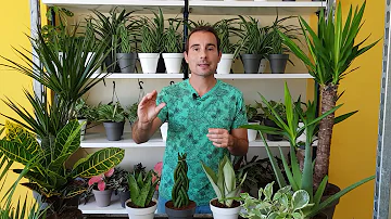 ¿Cuántas plantas hay en una habitación para purificar el aire?