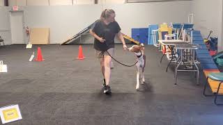 Katie Belz and Junior Ibizan Hound. Rally Novice Course 2