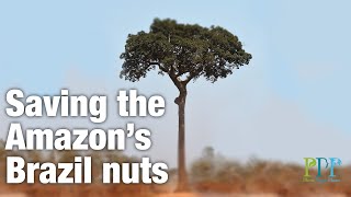Amazon rainforest degradation threatens Brazil nut tree reproduction
