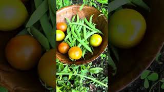🛑HARVESTING GULAY SA AKONG GARDEN NGA SAGBUTON / LIFE IN THE PROVINCE by Simply C 86 views 8 months ago 5 minutes, 26 seconds