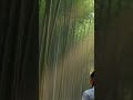 Misty Bamboo Sanctuary | Healing Nature Sounds for Mental Clarity (528Hz)
