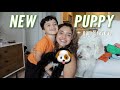 MEET OUR NEW PUPPY! *coolest name EVER*