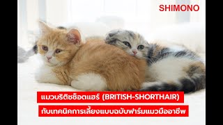 SHIMONO l แมวบริติชช็อตแฮร์ (BritishShorthair) กับเทคนิคการเลี้ยงแบบฉบับฟาร์มแมวมืออาชีพ