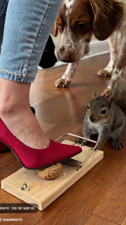 Stepping on a MouseTrap #crush #crushing  #heels