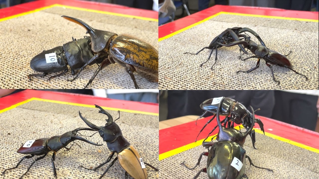 2024年最後の大激闘! カブトムシクワガタ相撲大会 第4回ムシバト杯 