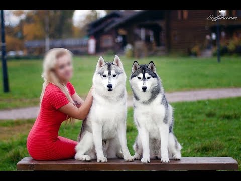 Семейная пара из Твери, погубившая двух хаски, запирала ребёнка вместе с собаками