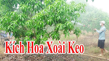 Kích hoa Xoài Keo - Xoài trái vụ 2025 |Gốc Cù Lao|#0986289491