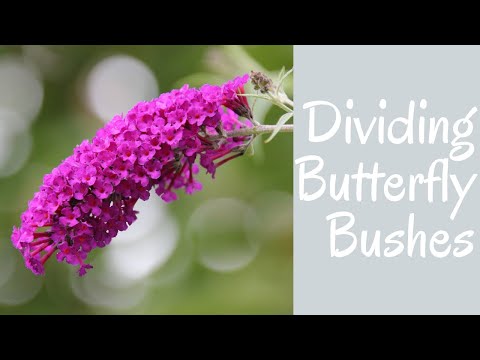 Video: Can You Divide Butterfly Bushes - When And How To Divide A Butterfly Bush