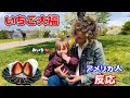 【海外の反応】「イチゴ大福」を アメリカの人達に食べてもらった結果 American People Try Strawberry Daifuku! vol.49