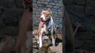 Gabbar The Pitbull