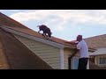 Dog Stuck On Roof Looks For Someone To Save Him | The Dodo