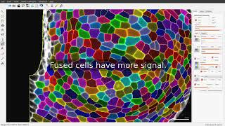 Auto segmentation of cells on surfaces in MorphoGraphX