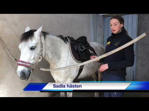 Video: Hur Man Sadlar En Häst