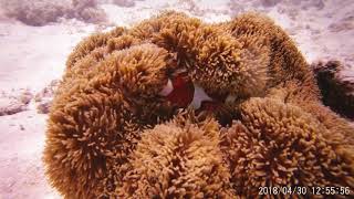 Ishigaki - Hateruma Island Snorkeling - 20180430