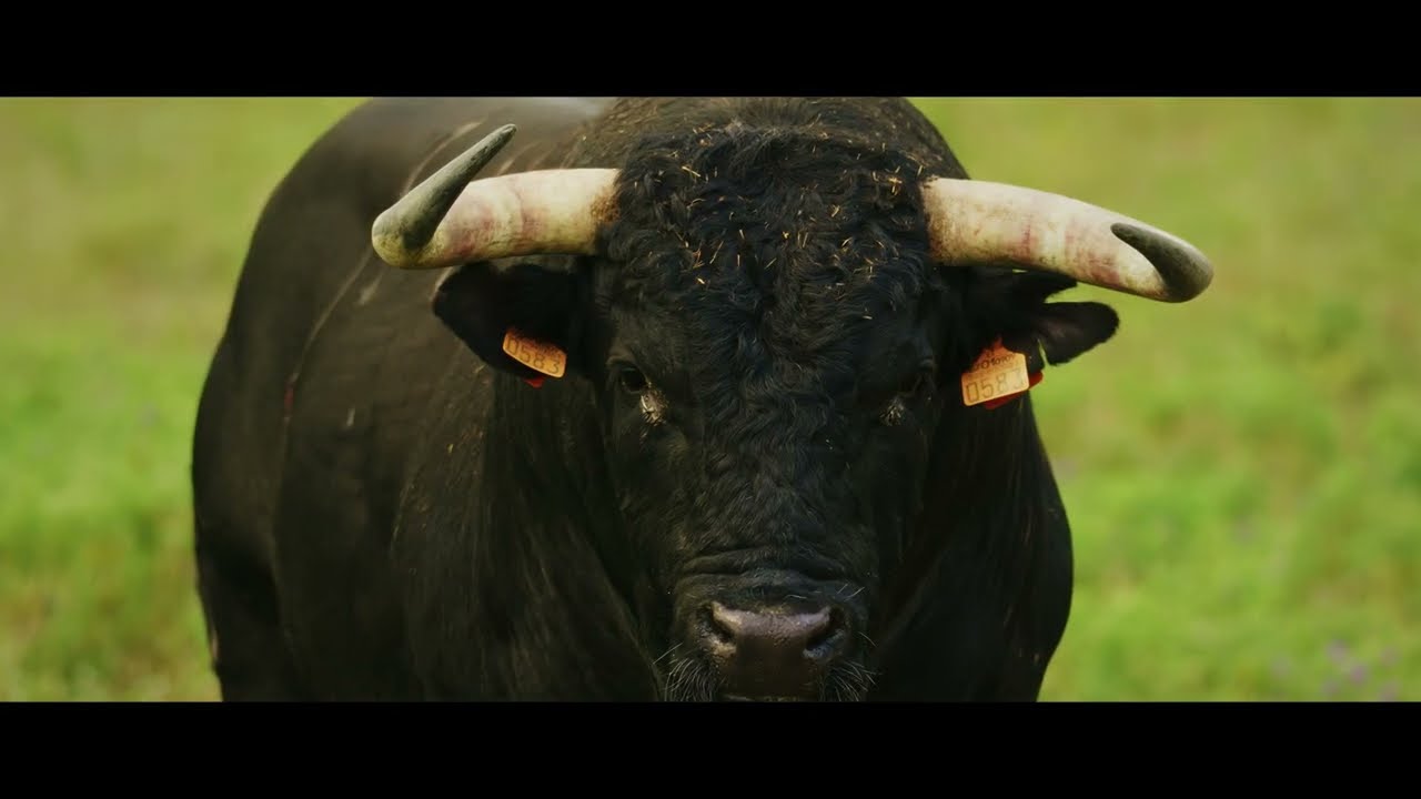 Yo soy el Toro