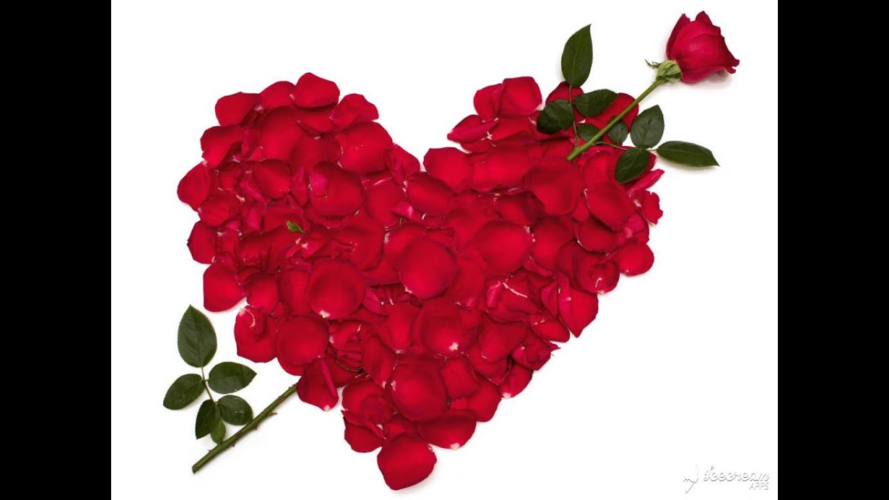 Rose Day 2016 Quotes : Valentine 1st Day Quotes - Newshaunt