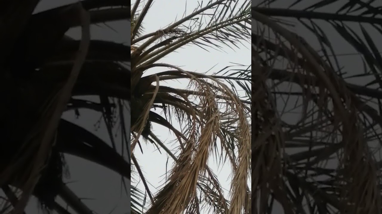 تغريد بلبل المدينه ب طبيعه مخلف شتراك ولايك احبكم