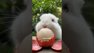 Cute Rabbit Eating Fresh Lychees, Makes You Excited