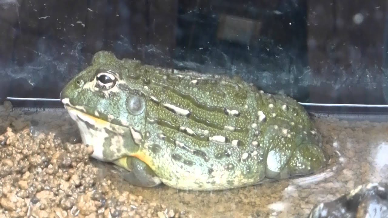 アフリカウシガエル アフリカウシガエル ⁡ 最大25cmになるBIG FROG🐸 ⁡ 可愛いお顔から