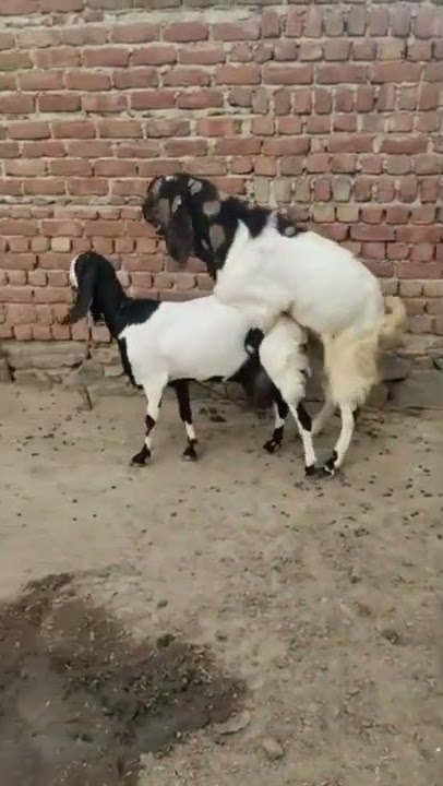 Tapa Tap 😁 Tip Tap Totapari Bakra Mix 😜 Wahh Bete Moj Kardi 😁 #viral #shorts #trending #reels 🐐🐐