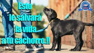 CUÁNDO VACUNAR A TU PERRO Y CUÁNDO PUEDE SALIR A PASEAR