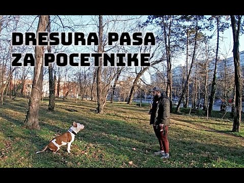 DRESURA PASA - ZA POCETNIKE (Americki Staford)