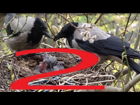 Охота на Ворон в корзинках Кроухантинг с пневматикой в Мае ч.2 Crow Hunting 2022