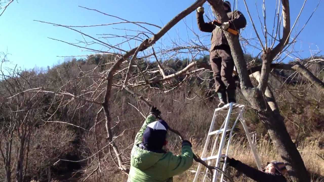 桑の木の剪定 Youtube 桑の木の剪定 Youtube