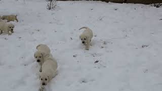 Yellow Labrador Retriever Puppies For Sale