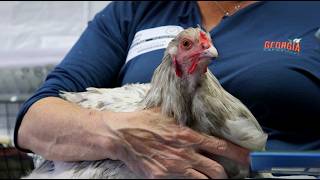 Bringing Agriculture to the Classroom | Georgia Grown Teaches Kids with Live Animals
Learning about agriculture is coming to life in classrooms across Georgia — and sometimes, it comes with feathers.
In this heartwarming story from Perry, Georgia, Happy Wyatt with Georgia Grown visits Kings Chapel Elementary to teach young students where their food really comes from. Through storytelling, hands-on learning, and even a live rooster named “Teddy Roostervelt,” Wyatt helps bridge the gap between agriculture and everyday life.
From reading farm-themed books to answering curious questions, these visits are designed to spark excitement, build literacy, and introduce students to the basics of farming — from planting seeds to harvesting food.
Teachers say experiences like this not only support classroom learning but also inspire a deeper appreciation for agriculture at an early age.
Watch how one unique classroom visit is making a big impact on young minds. Bringing Agriculture to the Classroom | Georgia Grown Teaches Kids with Live Animals