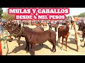 #Mulas #Caballos y #Burros baratillo de San Antonino Castillo Velasco Ocotlán Oaxaca México