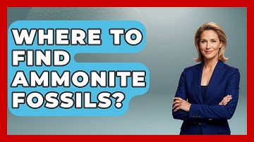 Where To Find Ammonite Fossils? - Ancient Wonders Revealed