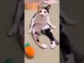 ウチの猫がかわいすぎる件 #三毛猫