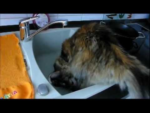 Crazy Cat Loves Water Verrückte Katze Spielt Im Wasser Maine Coon