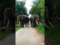 elephant guardians # 22. Let's save the nature and animals