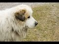 Pyrenean Mastiff (Mastín del Pirineo) の動画、YouTube動画。