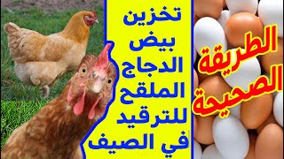 كيفية حفظ بيض الدجاج الملقح وتخزينه فترة طويلة للترقيد في الصيف؟ افضل طريقة لتخزين البيض في الصيف😍💖✔