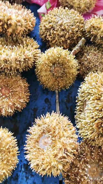 swaki/sea urchin #trending