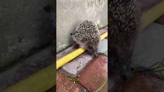 Ёжик пых пых пых #ёж #дети #ёжик #ёжики #ежи #hedgehog #children #baby #детскиепесни